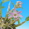 Dendrobium Kruger Hek (moniliforme x hekouense) 