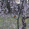 お花見始まる
