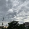 きなこ、雨を避けて歩く