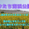 【ひたち海浜公園】ネモフィラのピークは過ぎたけど、菜の花がキレイ！人混みをうまく避けて、まわれるルートあり。菜の花とネモフィラがキレイに撮れる写真スポットはここ！