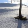 俳句における覚醒剤