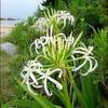ハマユウの花と海岸の多肉