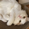 2023年 猫初心者が飼うにあたって買ってよかった、効果が見合わなかった猫グッズ