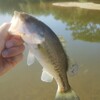 淀川のワンドでバス釣り