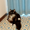 快適を求めたら腰が痛かった