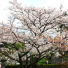 松阪城の桜