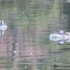 冬芽ふくらむコブシの木にエナガ、メジロ