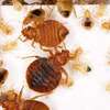 Things to Employ to Getting Rid of Bed Bugs Naturally