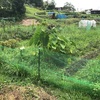 畑からこんにちは！😃　210822   "久しぶりの草切り🌱😆💦"