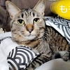 愛らしく鳴くももちゃんに会いに来てください【6/15譲渡会参加予定】