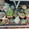 植物園と化した実家