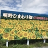 夏の花「ひまわり」。明野の絶景、ひまわり畑に会いに行きました・・・？