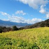 大井町の河津桜と菜の花と新松田のCafe Nikaのカレー