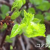 【日帰り登山】キラッキラの新緑とお花真っ盛りの大御影山