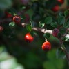 紅紫壇、洋種朝鮮朝顔、白花萩、蝦夷山萩、雪晃木、大根草、犬蓼、姫踊子草、芒、山紅葉、瓜の木、大花虻、房藤空木、石勺柏、縞花虻、姫薊、突抜忍冬、七竃、蝦夷板屋、米粒馬肥、杜鵑、クレマチス‘満州黄’、錦木、連翹