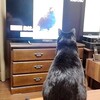 視聴猫