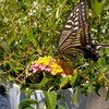 ランタナに蝶々