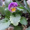 種まきビオラが咲きました！葉牡丹のお花と寄せ植えの様子