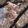 2019春お花見🌸