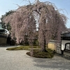 京都旅〜🌸に癒されて楽しかったです｡