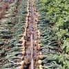 タマネギの収穫 -2022/05/29 今日の畑作業-