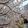 八重洲の桜花見･東京駅前再開発「さくら通り」