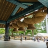 出雲大社と古代ハスと醤油アイス