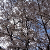 弥生の終わり