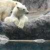 北海道旅行記11　旭山動物園