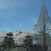 桜咲く