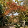 都筑の森　紅葉