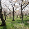 磯部桜川公園（桜川市）