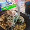 花籠　タネまき