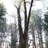 野上諏訪神社の山桜・・