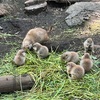 上野動物園☆プレーリードッグの赤ちゃん