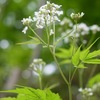 崑崙草、踊子草、白山吹、犬槐、牡丹、榲桲、白膠木、射干、蝦夷葱、鬼胡桃、花葱、野鶏頭、姫黄金、銀杏、玉蜀黍、唐茱萸、蔦葉海蘭、跋扈柳、柏