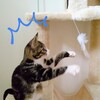 キャットタワーに大興奮する 子猫！