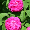 オールドローズ「ポートランド(P)」系統の花は?