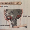 身体の使い方Seriesその93『頭を前に出さない』摂食嚥下、誤嚥にも関わる舌骨をテーマに姿勢を考えます。姿勢の気になる方にはオススメです‼︎