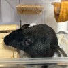 くろごまあん二世 86日目