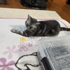 雨の朝。肌寒さと　ストーブと　みーちゃんと　溶ける保護猫君と　民衆の歌。