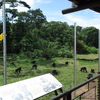 Ngamba Island Chimpanzee Sanctuaryに行ってきた (UGANDA)