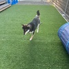 黒柴 🐶 つん