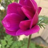好きな花が咲いた