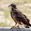 ベリーズ　道路側溝の野鳥たち