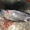 マグロの日です。