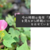 今の時期は毎年「芙蓉録」を見ながら終戦について思いをはせています