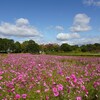 兵庫県東播磨：稲美町）いなみ野水辺の里公園、天満大池。コスモス。アトリ、センダイムシクイ、モズ、コゲラ、シジュウカラ、ハクセキレイ、アオサギ、ダイサギ、コサギ、カルガモ、マガモ、ヒドリガモ、コガモ、オオバン、カイツブリ。ヌートリア。