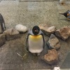 ペンギンから学ぶ、軸の作り方