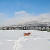 投薬から1年・・・・雪を走る元気なルナ